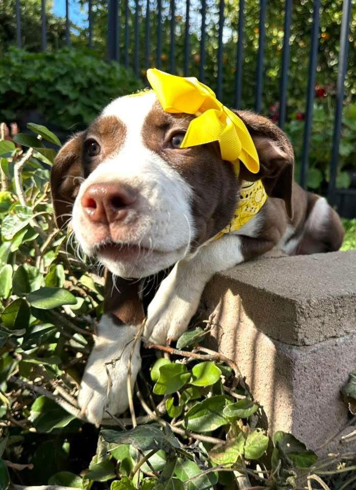 Enlarge Juni, a Adoptable mixed breed in Redlands, CA image 2/3