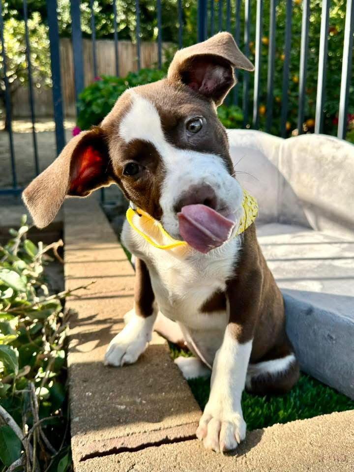 Enlarge Juni, a Adoptable mixed breed in Redlands, CA image 3/3