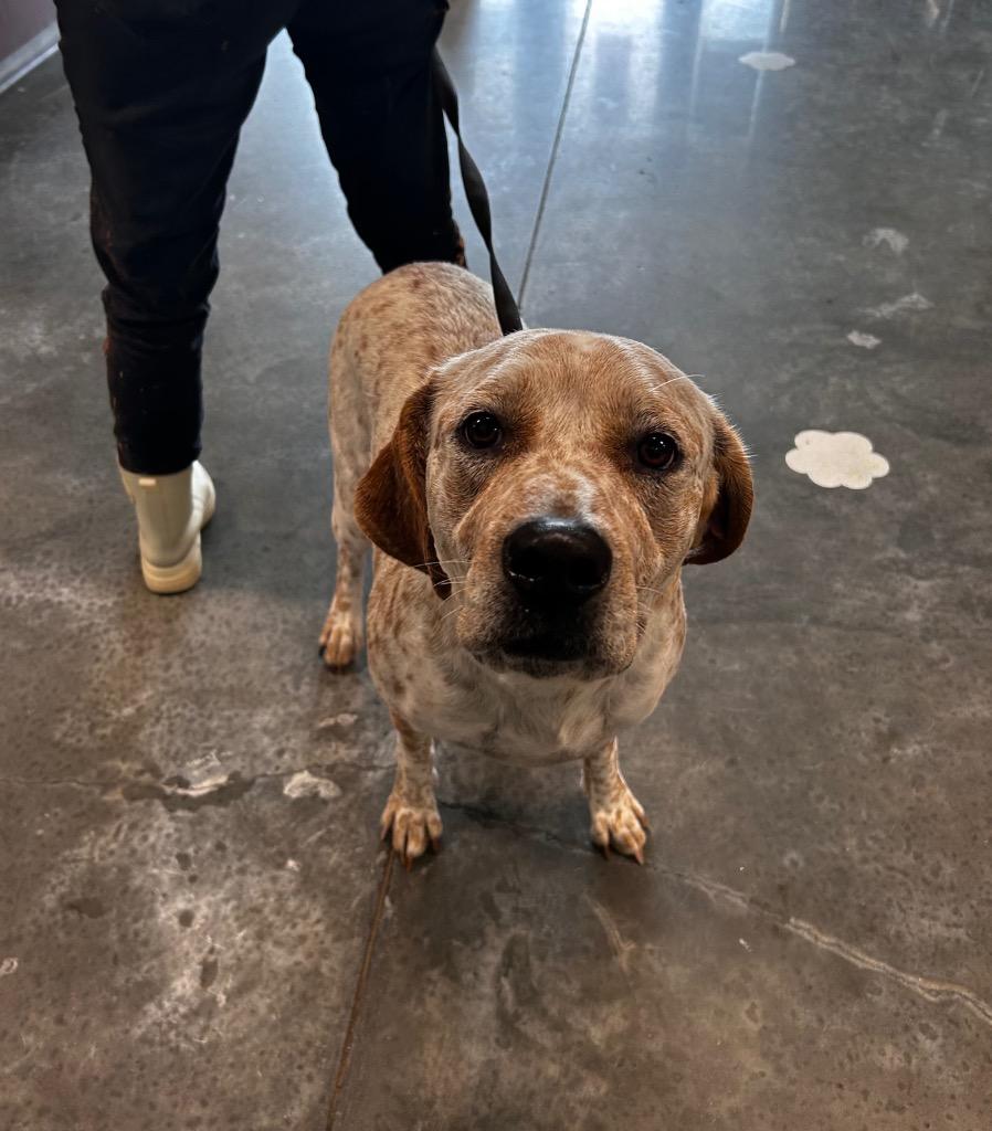 Kidney Bean, Adoptable, Young Male Cattle Dog.