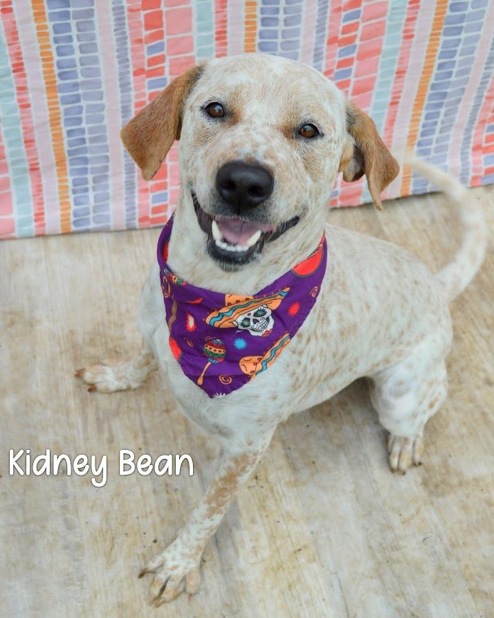 Enlarge Kidney Bean, a Adoptable Cattle Dog in Gautier, MS image 2/2