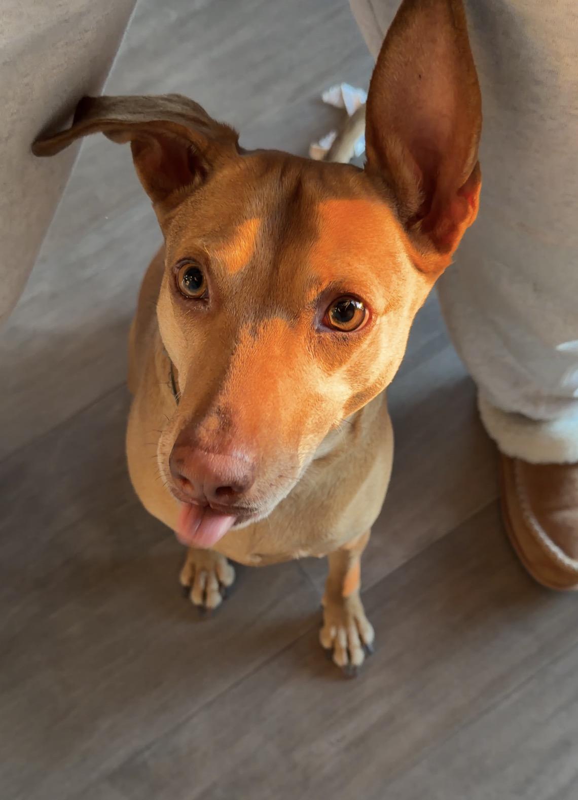Justine, a Adoptable mixed breed in Toronto, ON image 3/5