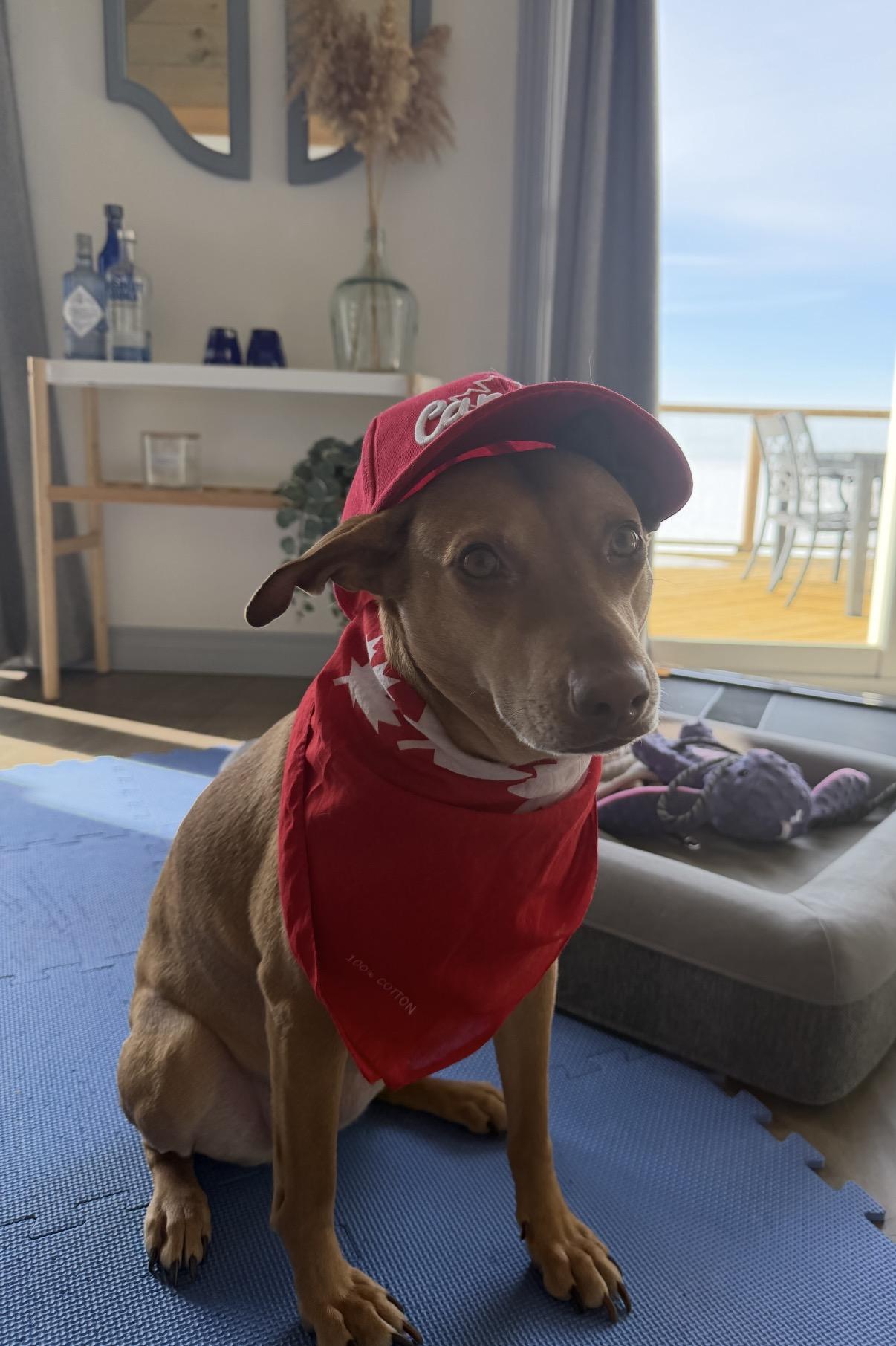 Justine, a Adoptable mixed breed in Toronto, ON image 2/5