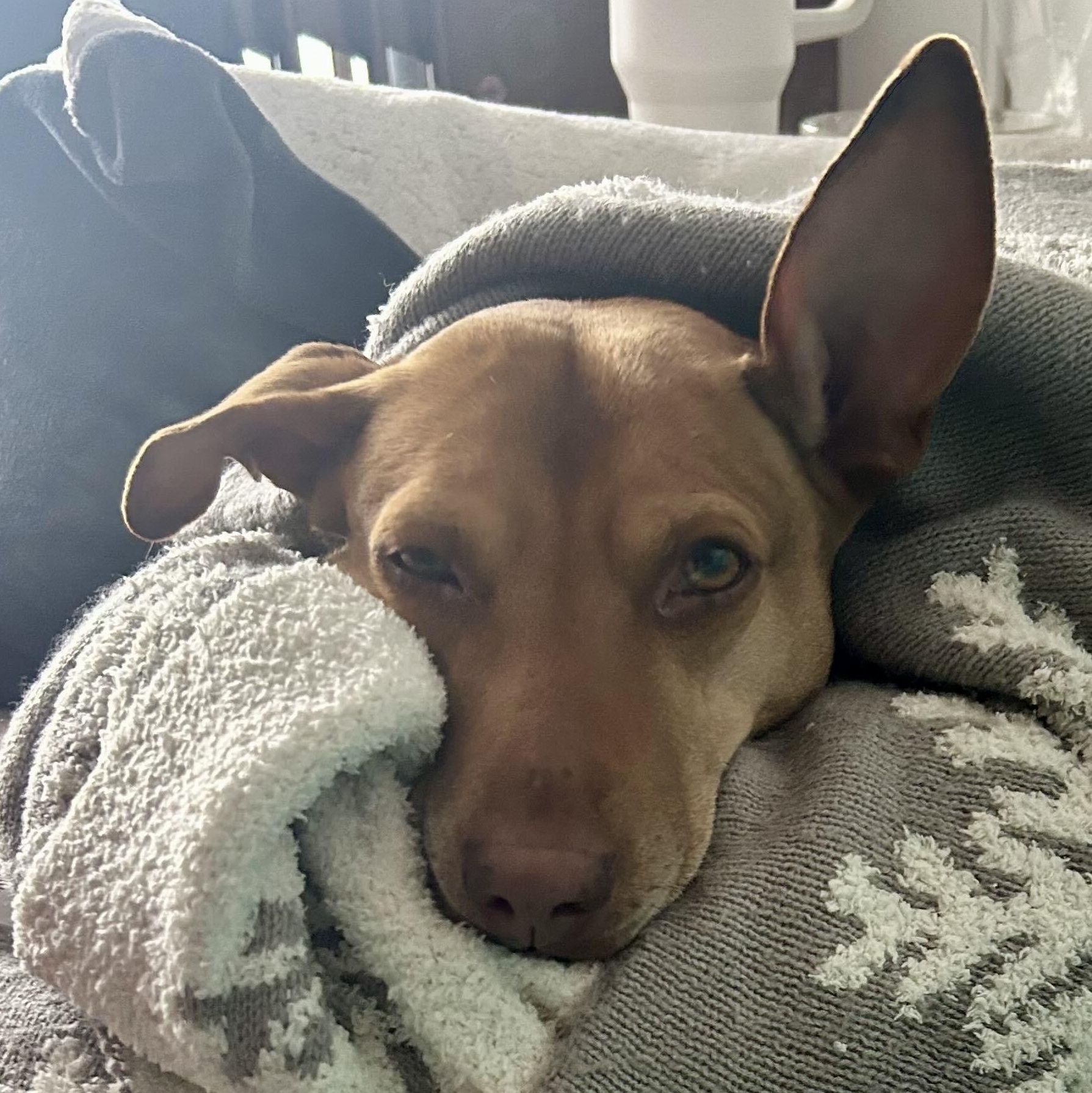Justine, a Adoptable mixed breed in Toronto, ON image 4/5
