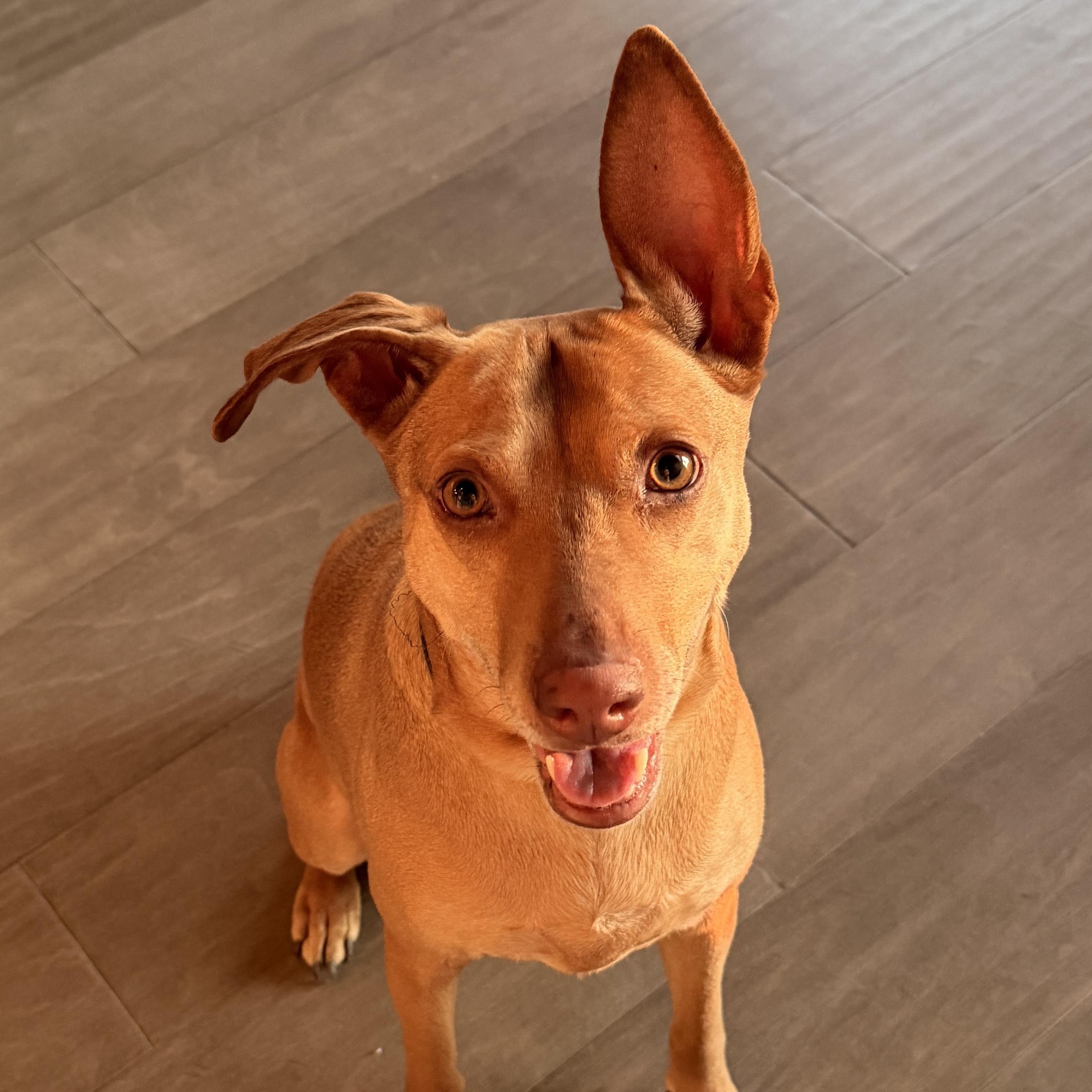 Justine, Adoptable, Adult Female Mixed Breed.