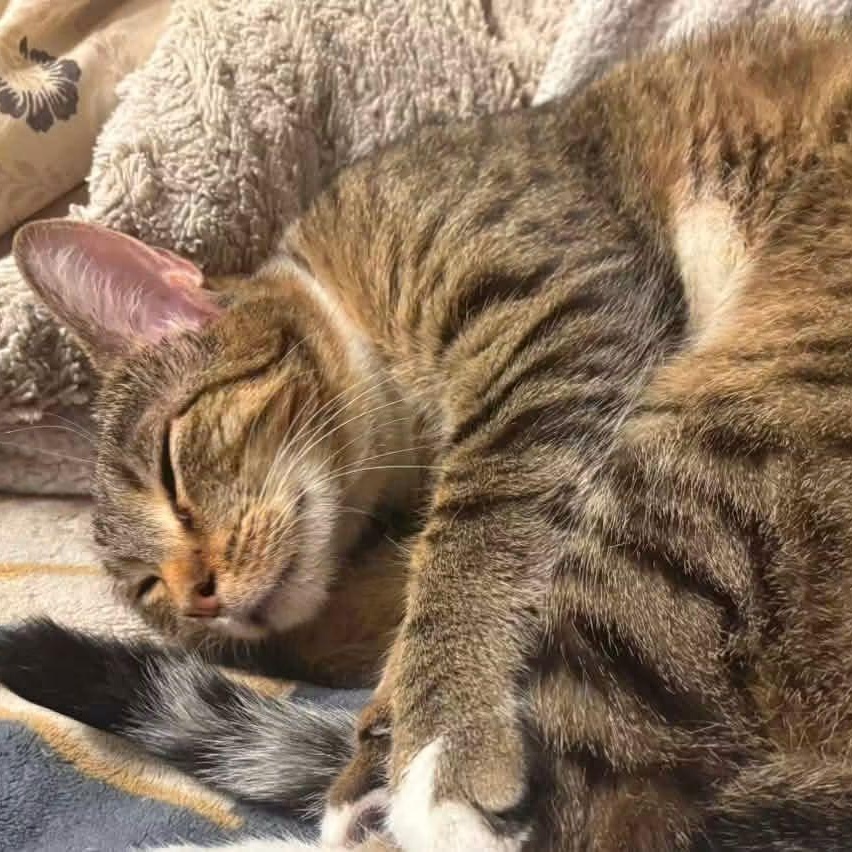 Enlarge Honey, a Adoptable Tabby in East Peoria, IL image 4/4