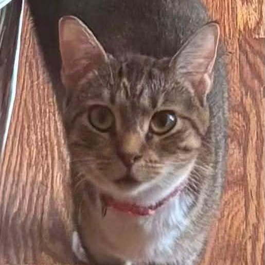 Enlarge Honey, a Adoptable Tabby in East Peoria, IL image 2/4