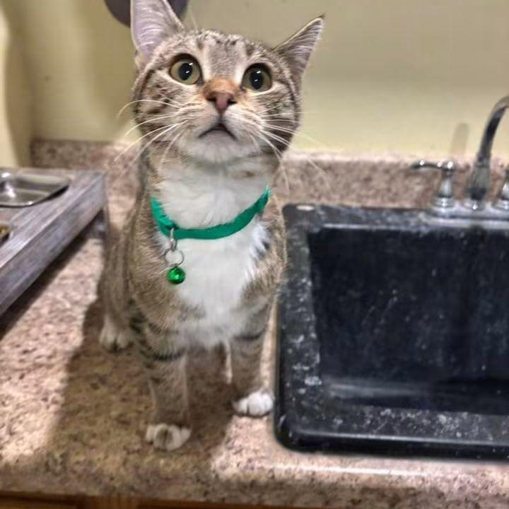 Enlarge Honey, a Adoptable Tabby in East Peoria, IL image 3/4