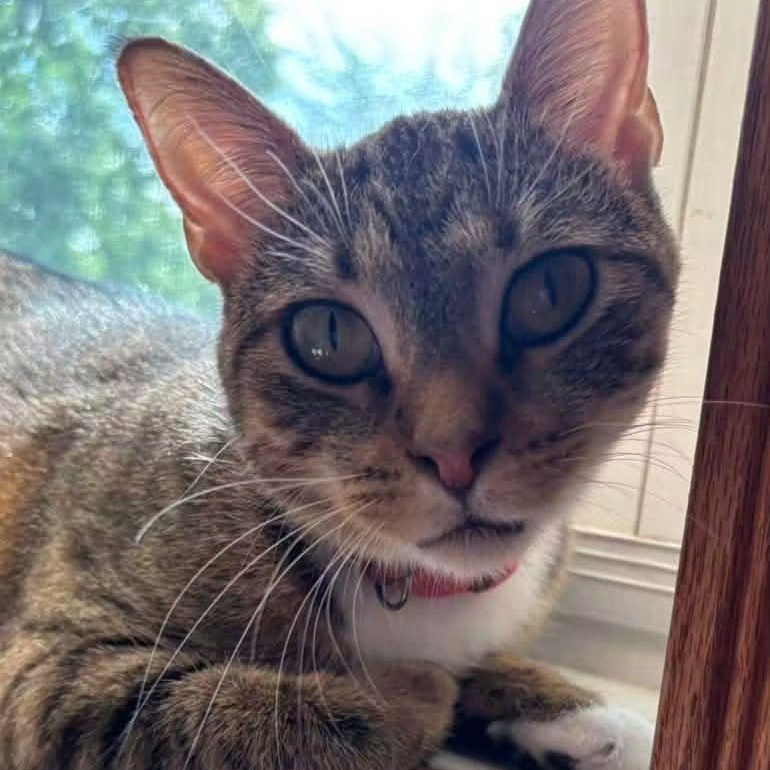 Enlarge Honey, a Adoptable Tabby in East Peoria, IL image 1/4