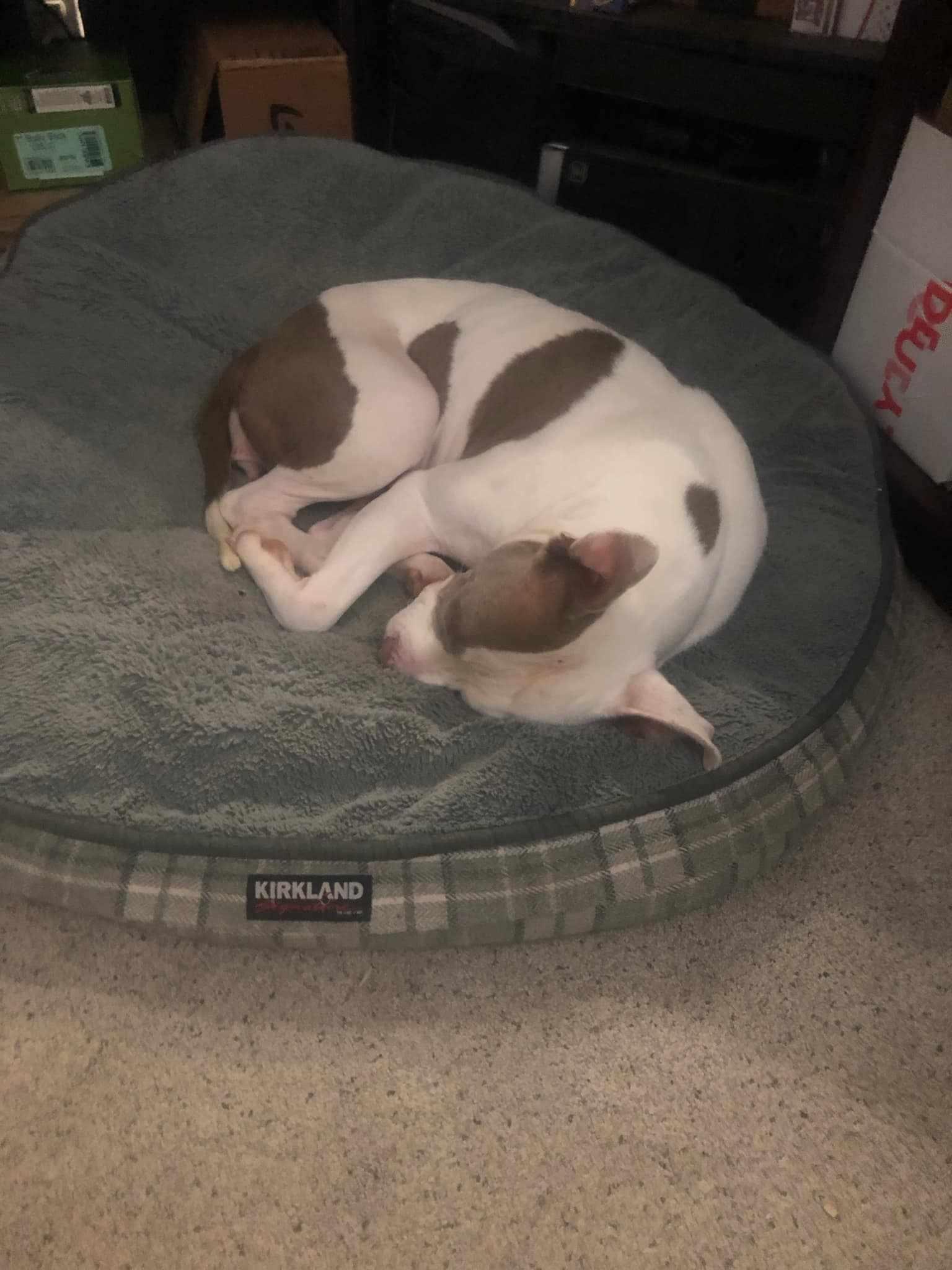 Enlarge Mabel (D. Queen), a Adopted Pit Bull Terrier in Arlee, MT image 5/6