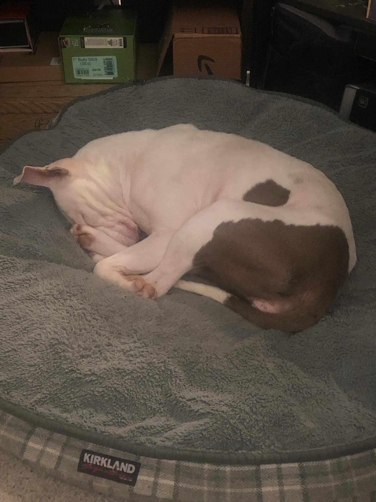 Enlarge Mabel (D. Queen), a Adopted Pit Bull Terrier in Arlee, MT image 6/6