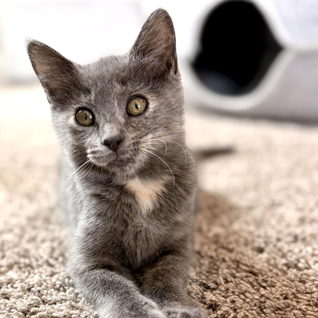 Nyx, Adoptable, Kitten Female Domestic Short Hair & Domestic Short Hair.