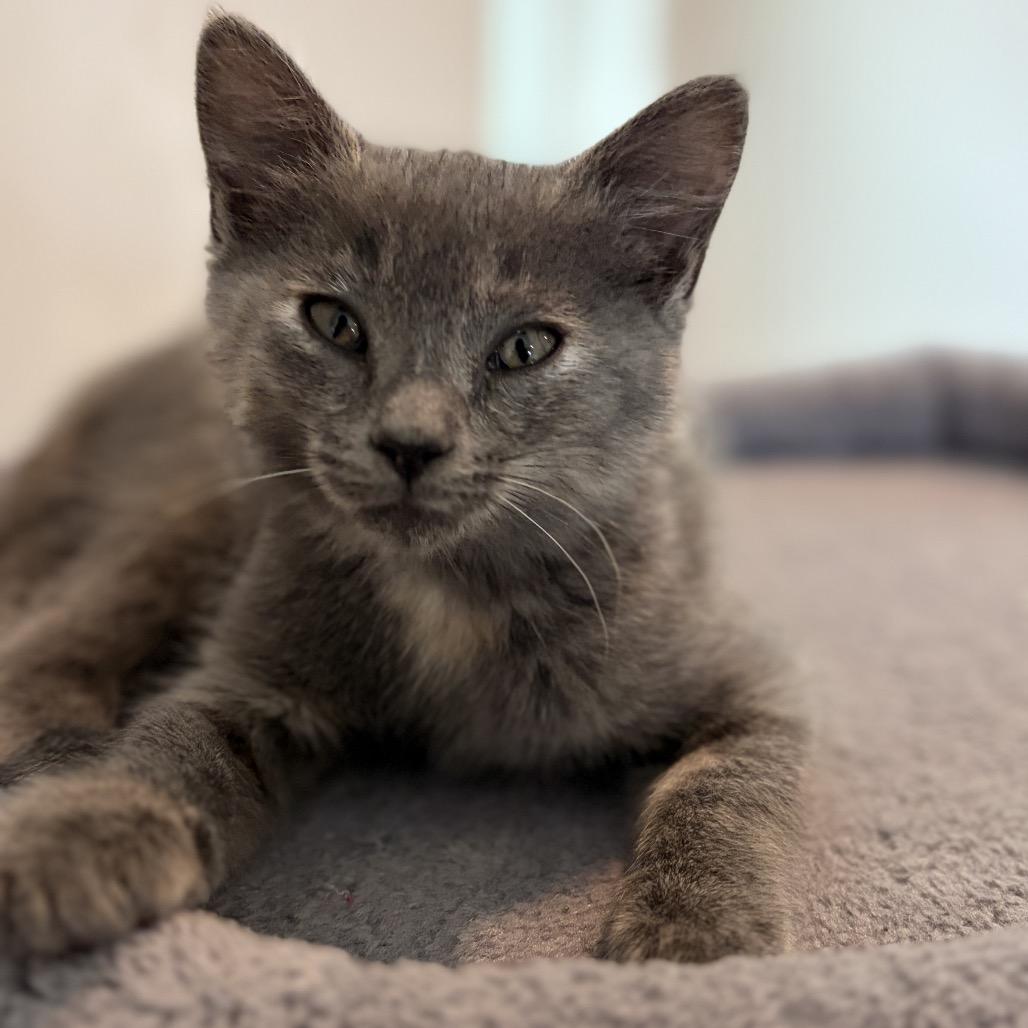 Nyx, a Adoptable mixed breed in Ponte Vedra Beach, FL image 2/3