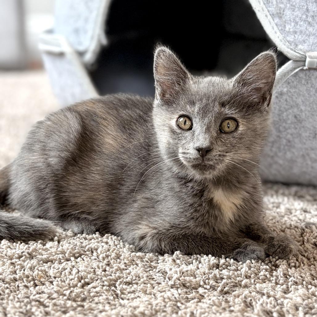 Nyx, a Adoptable mixed breed in Ponte Vedra Beach, FL image 3/3