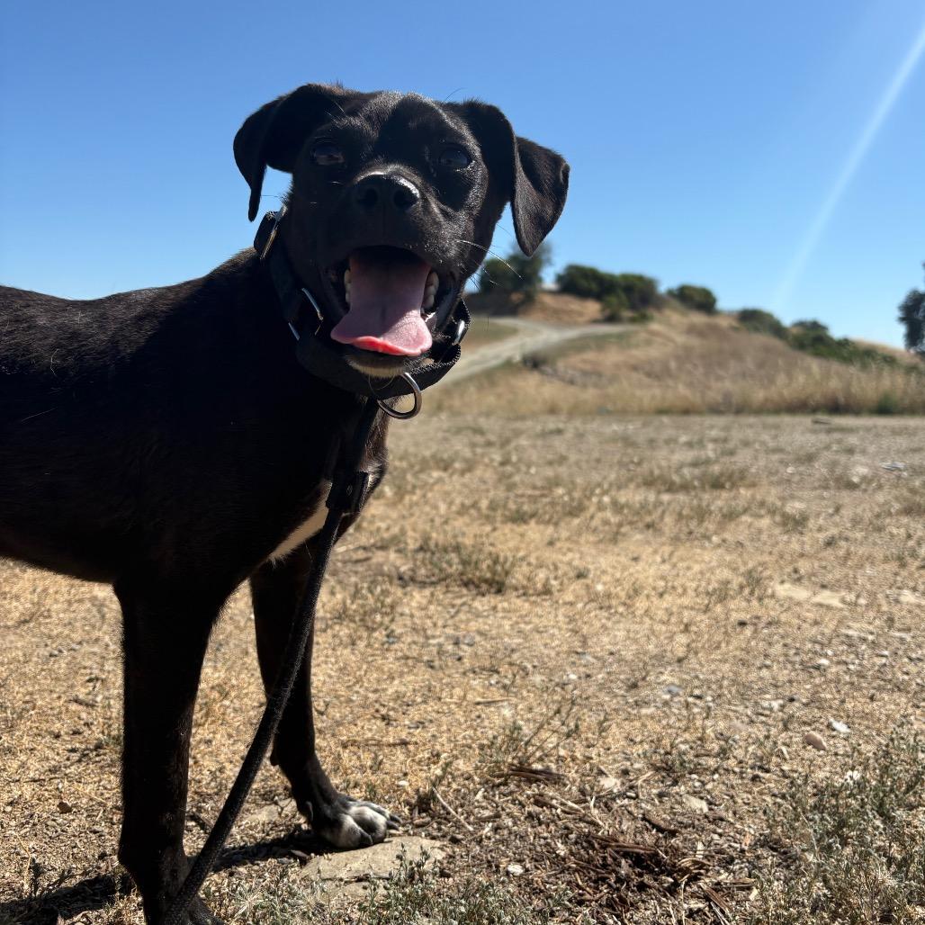 Titan, Adoptable, Young Male Mixed Breed.