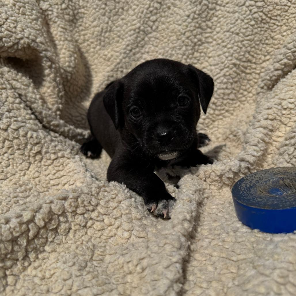 Titan, a Adoptable Mixed Breed in Ione, CA image 2/6