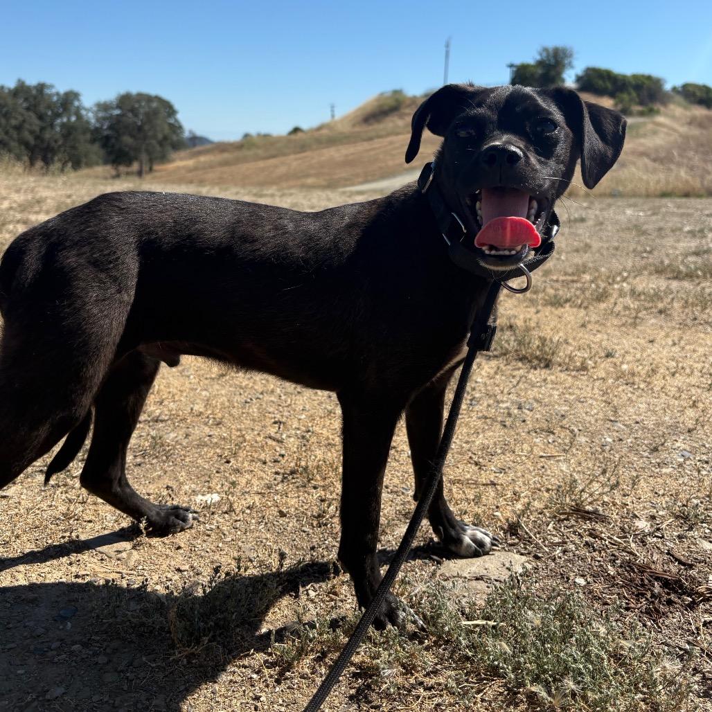 Titan, a Adoptable Mixed Breed in Ione, CA image 3/6