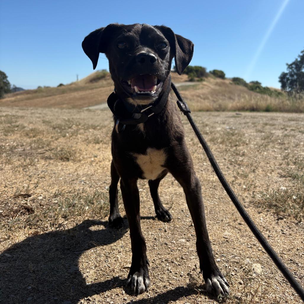 Titan, a Adoptable Mixed Breed in Ione, CA image 4/6