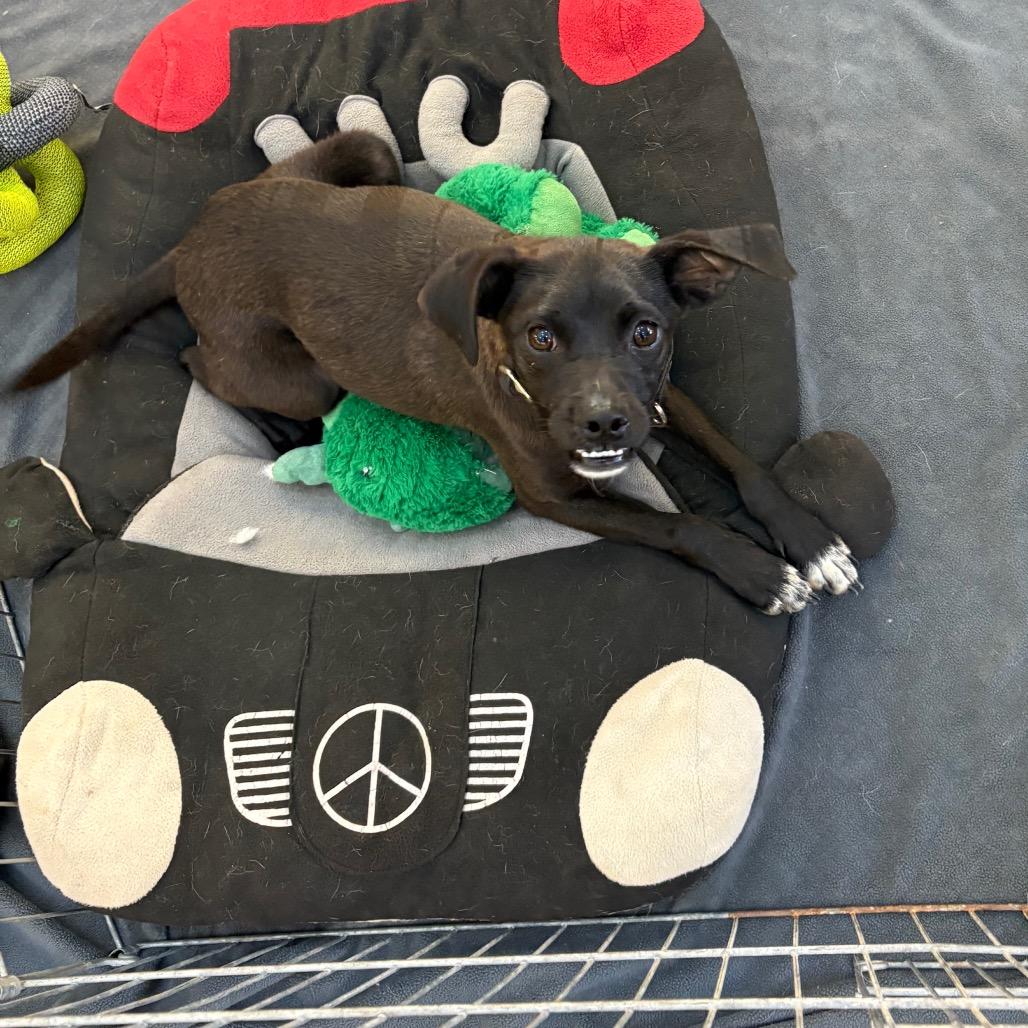 Titan, a Adoptable Mixed Breed in Ione, CA image 5/6