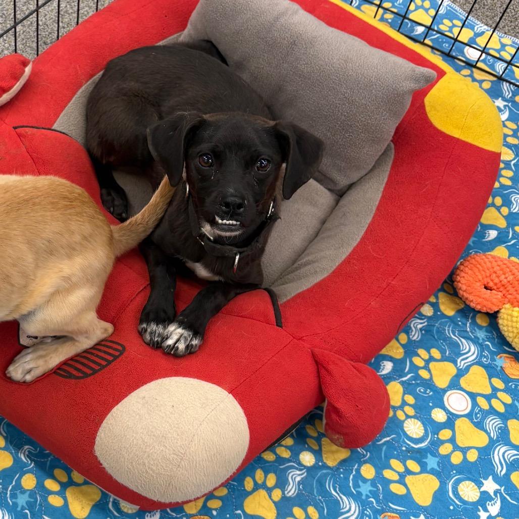 Titan, a Adoptable Mixed Breed in Ione, CA image 6/6