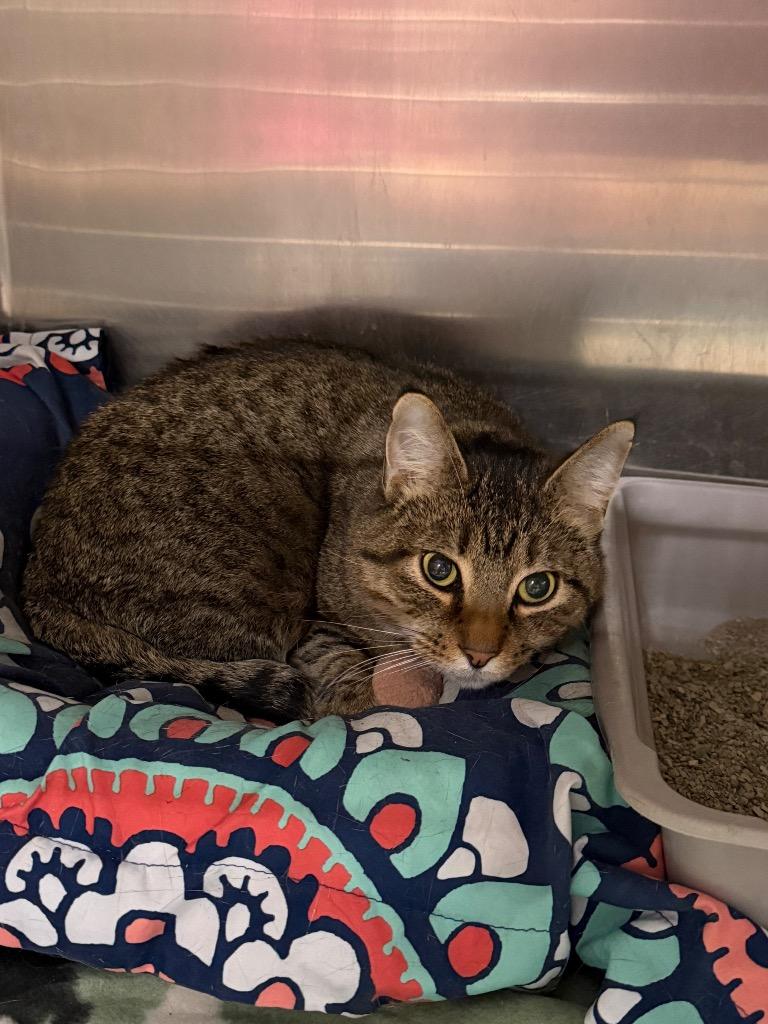 Sennett, Adoptable, Adult Male Domestic Short Hair.