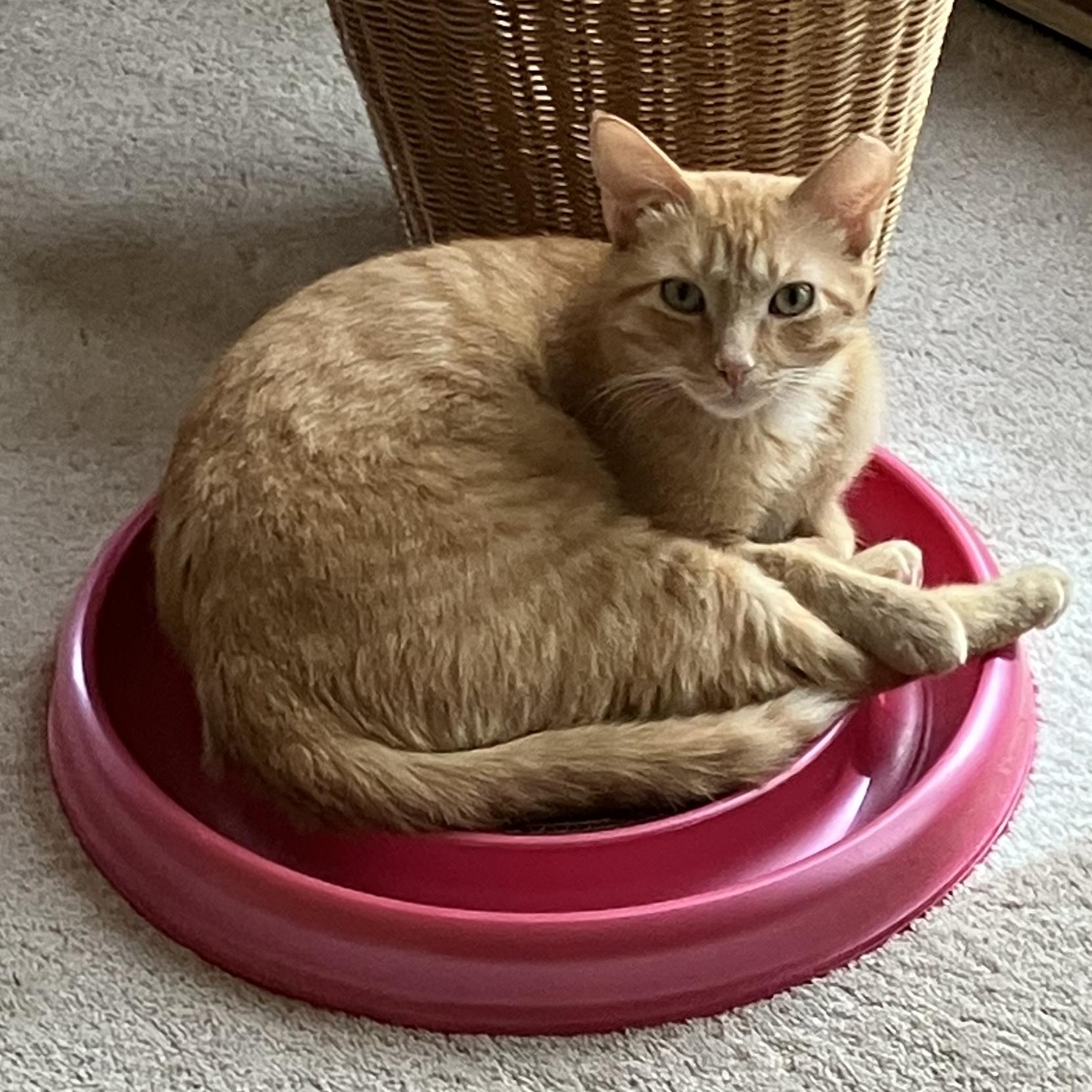 Red, an adoptable Tabby in Albuquerque, NM, 87196 | Photo Image 3