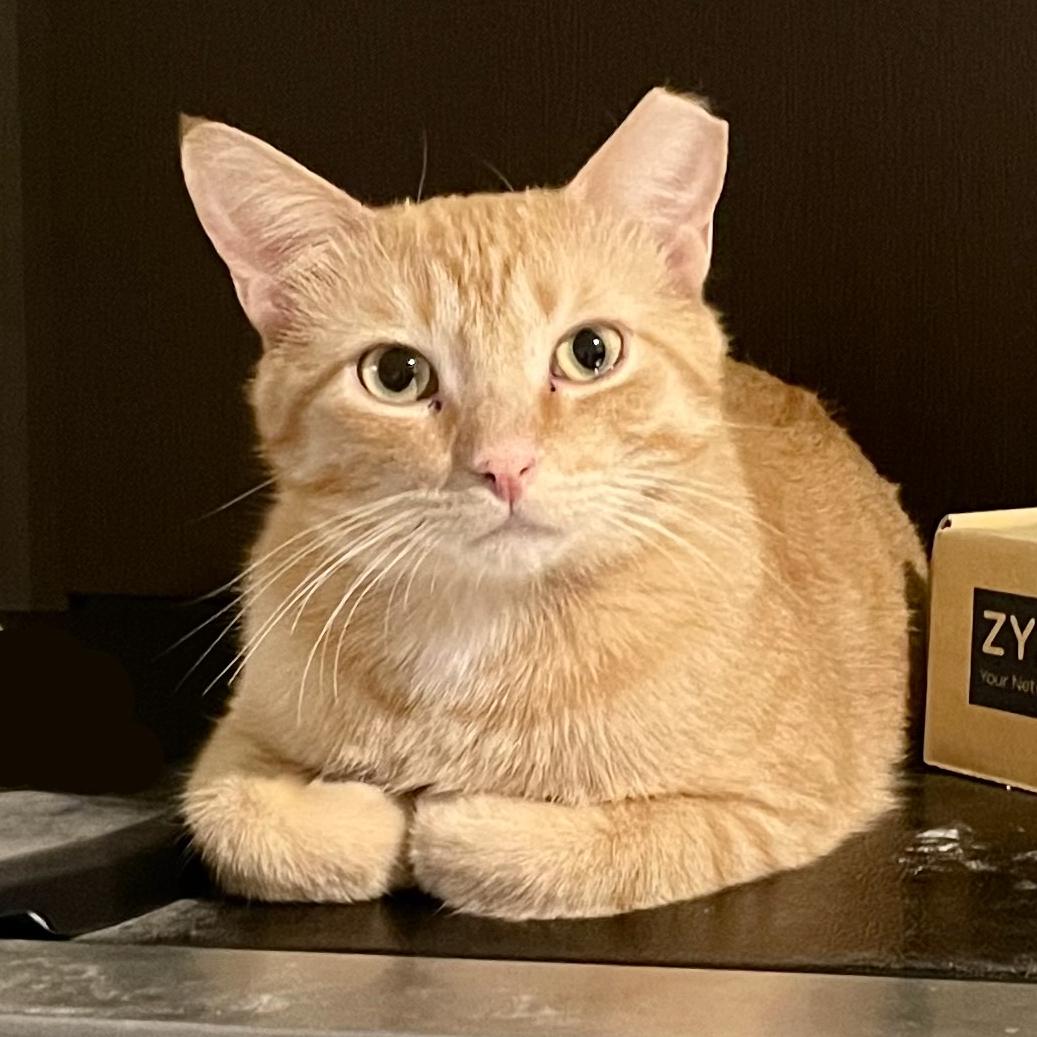 Red, Young Male Tabby