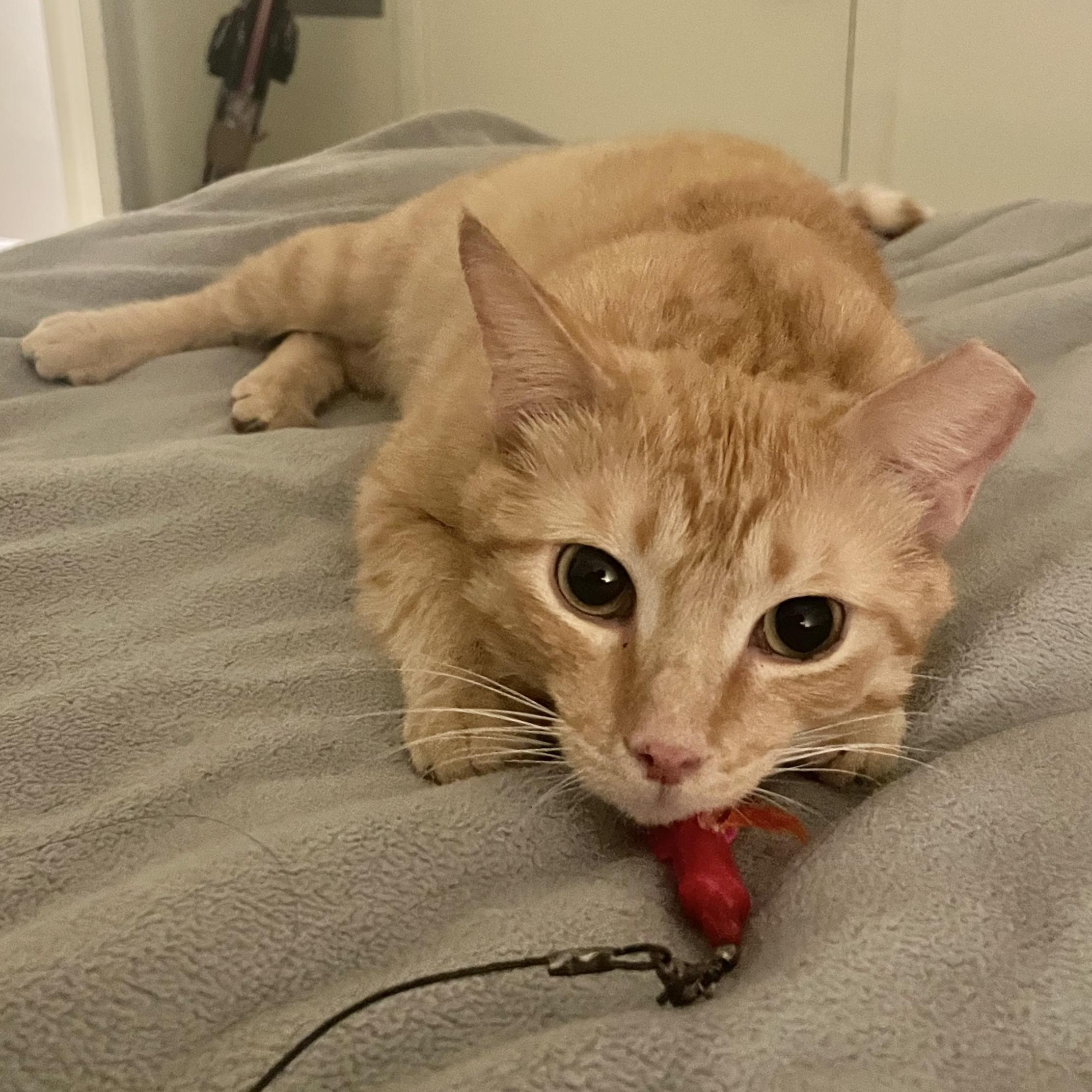 Red, an adoptable Tabby in Albuquerque, NM, 87196 | Photo Image 4
