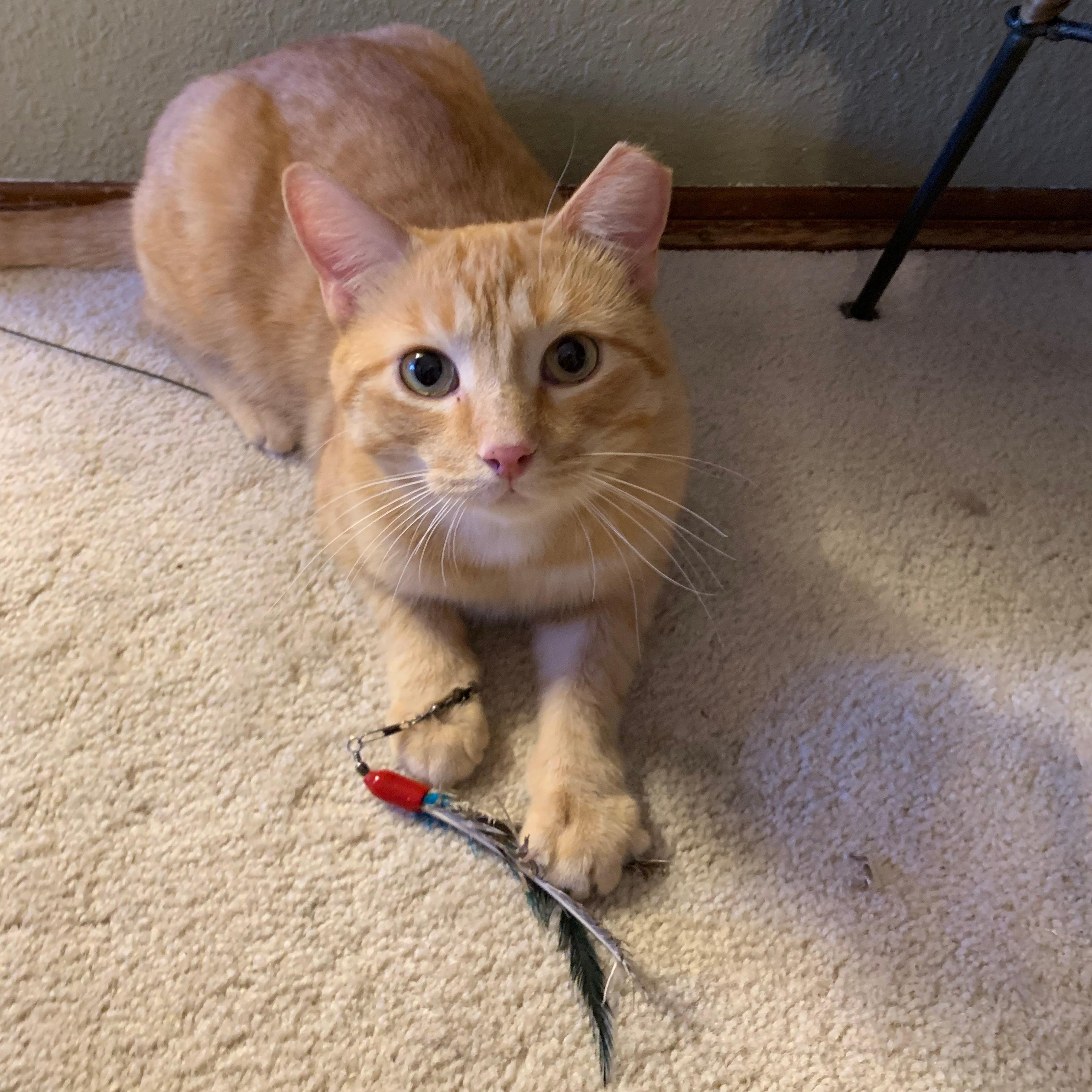 Red, an adoptable Tabby in Albuquerque, NM, 87196 | Photo Image 2