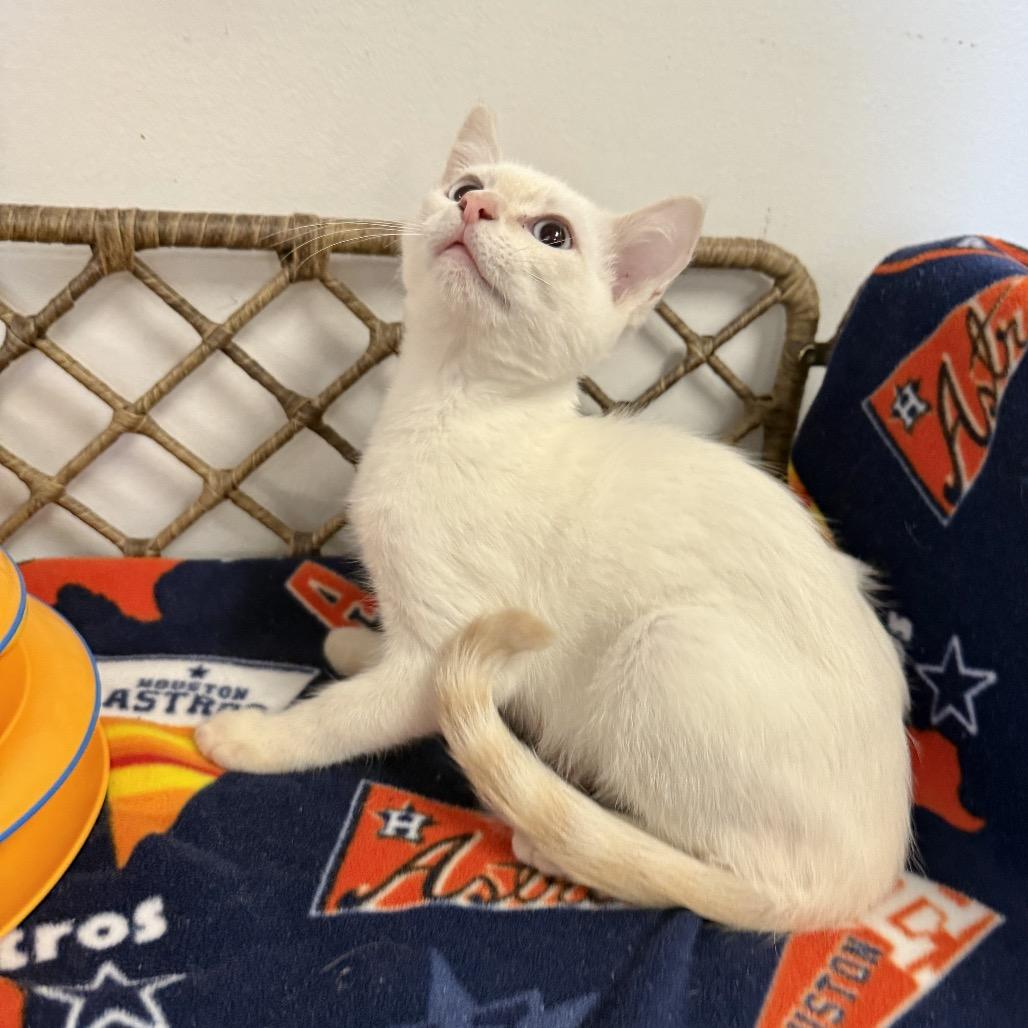 Arthur, a Adoptable Domestic Short Hair in Houston, TX image 1/2