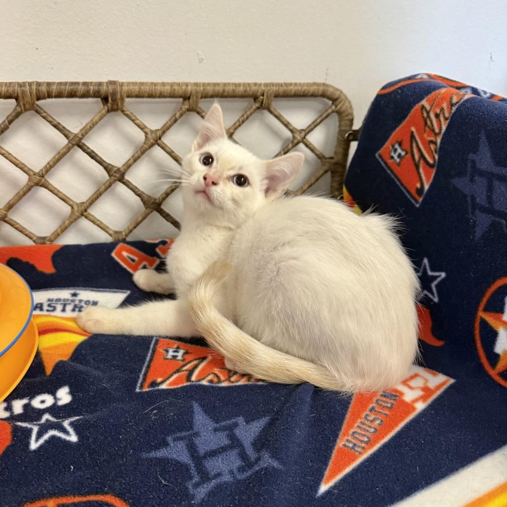 Arthur, a Adoptable Domestic Short Hair in Houston, TX image 2/2