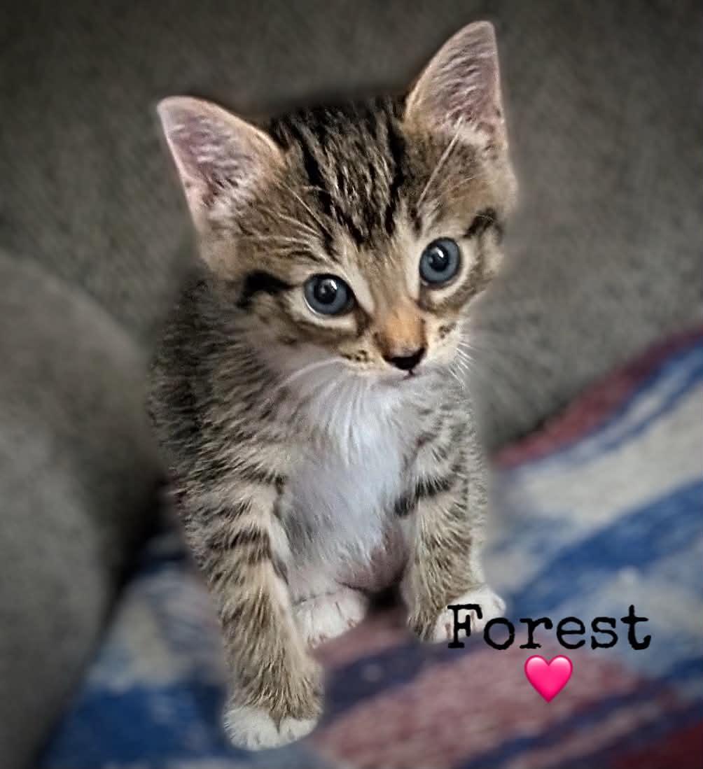 Enlarge Forest, a Adoptable Domestic Short Hair in Dansville, NY image 1/1