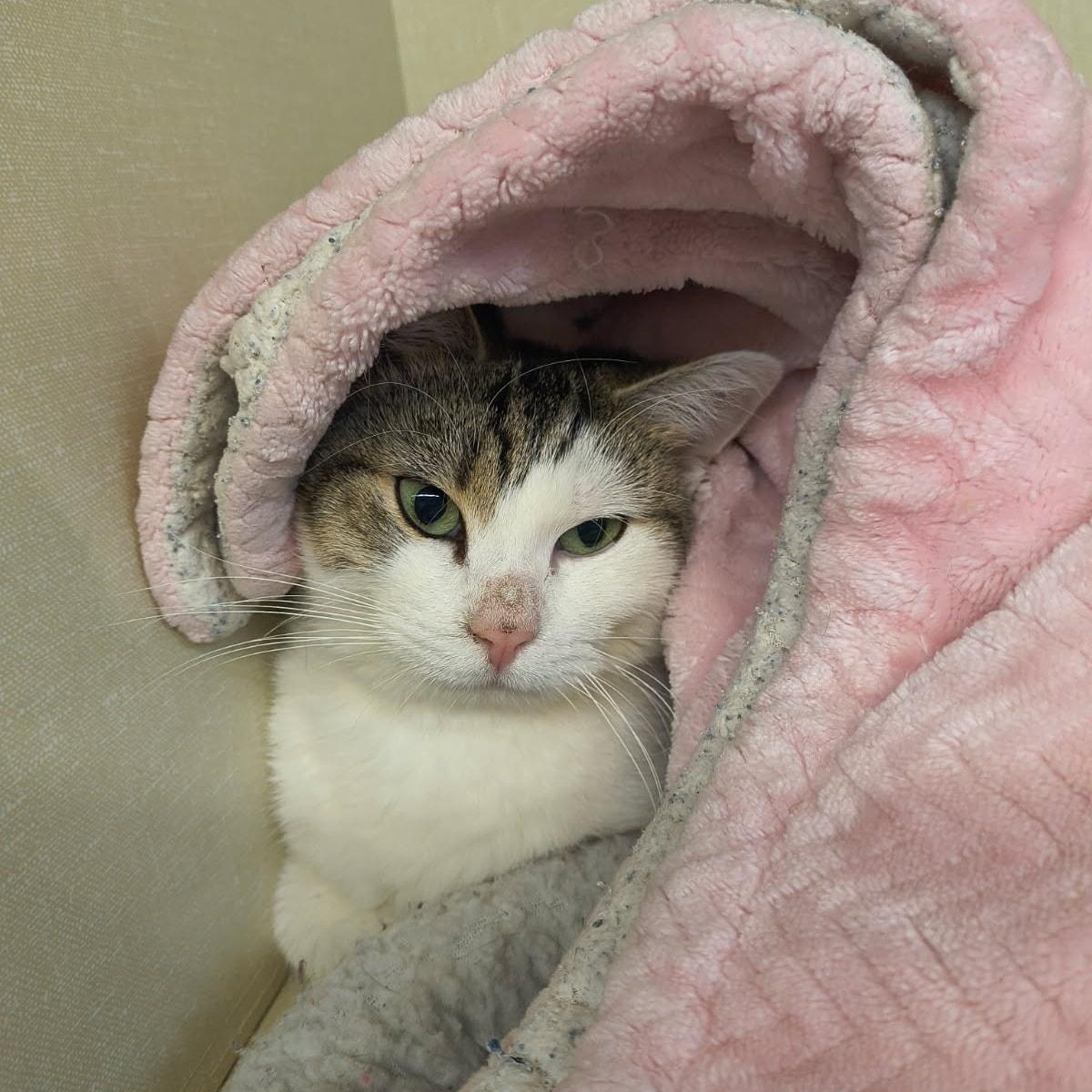 Enlarge Princess, an adopted Domestic Short Hair in Saint Marys, PA image 1/1