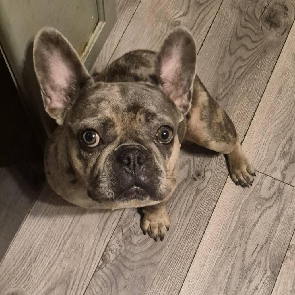 Enlarge Xena, a Adoptable French Bulldog in Huber Heights, OH image 2/6