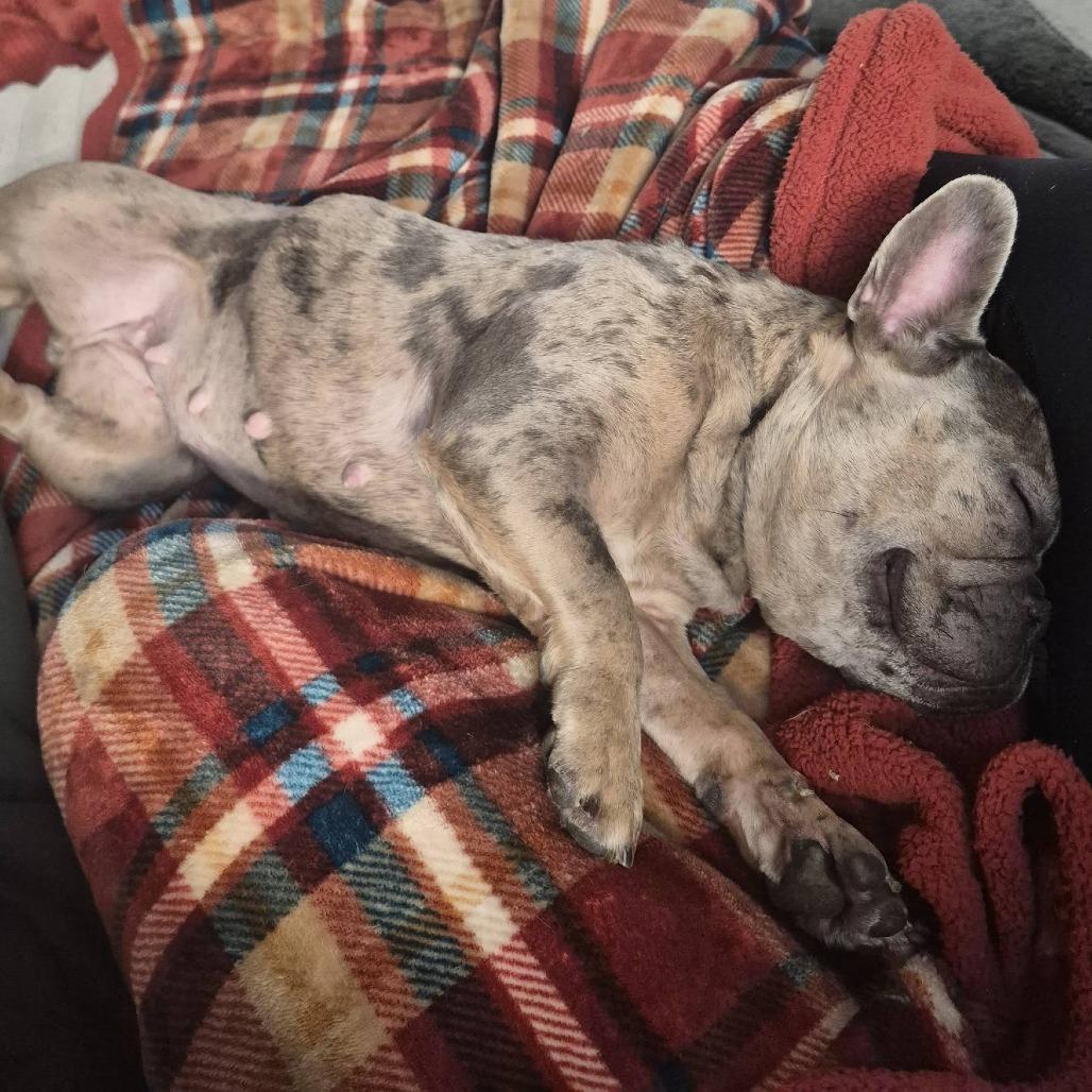 Enlarge Xena, a Adoptable French Bulldog in Huber Heights, OH image 3/6