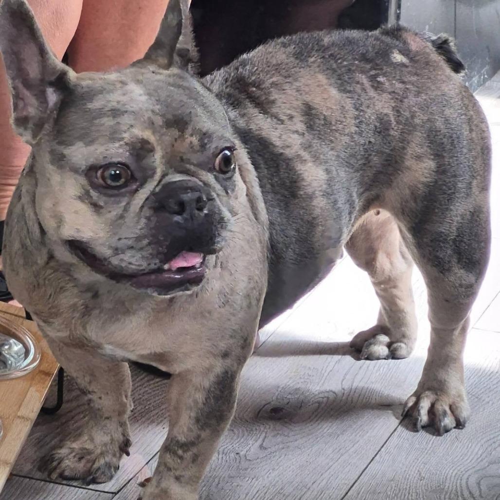 Enlarge Xena, a Adoptable French Bulldog in Huber Heights, OH image 4/6