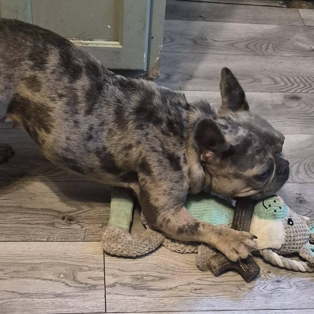 Enlarge Xena, a Adoptable French Bulldog in Huber Heights, OH image 5/6