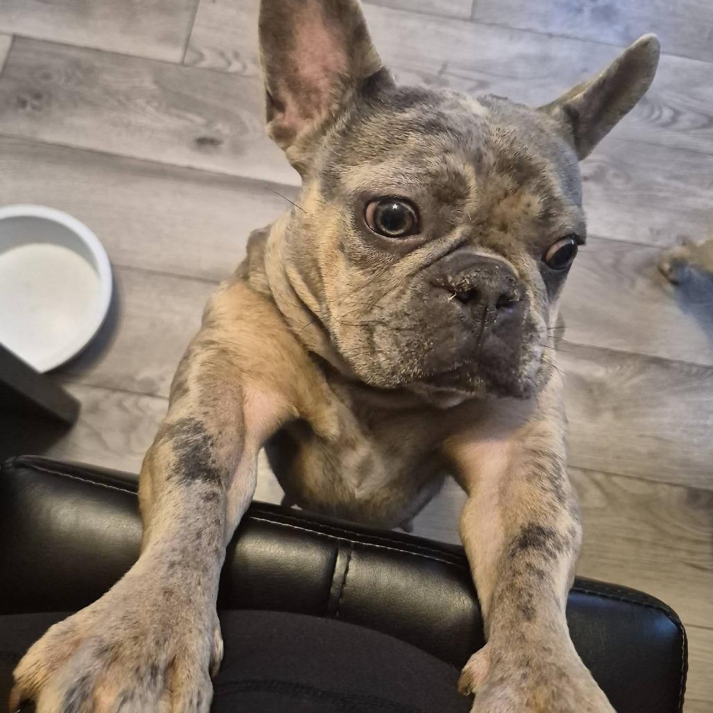 Enlarge Xena, a Adoptable French Bulldog in Huber Heights, OH image 6/6