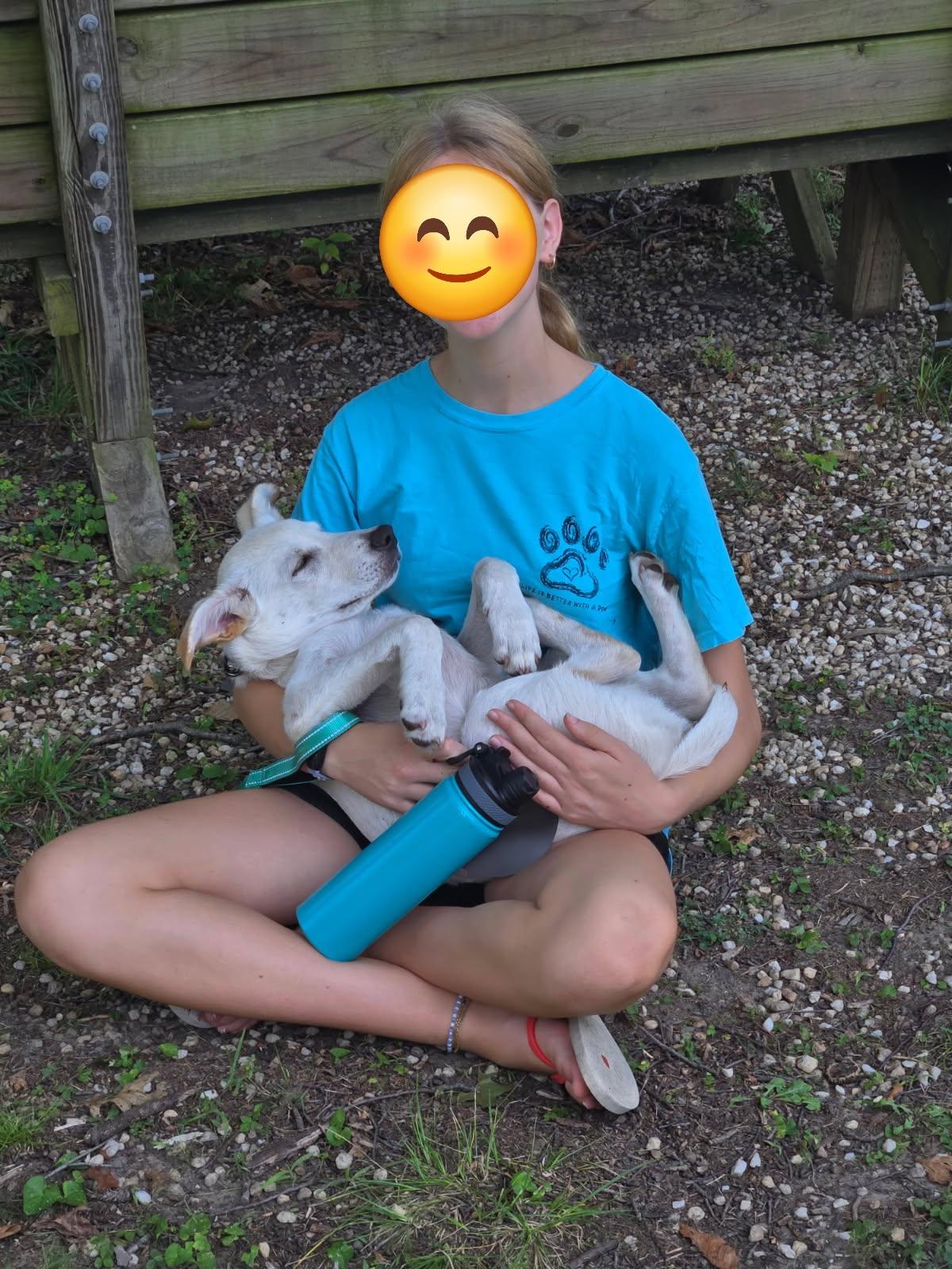Enlarge Finn, a Adoptable mixed breed in Columbia, MD image 2/2