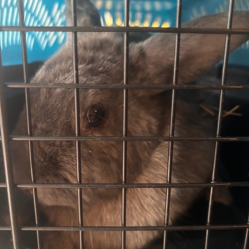 Poppet, Adoptable, Young Female American.