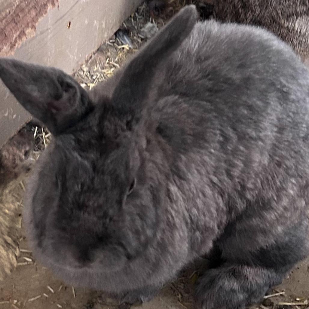 Enlarge Poppet, a Adoptable American in Nampa, ID image 2/2