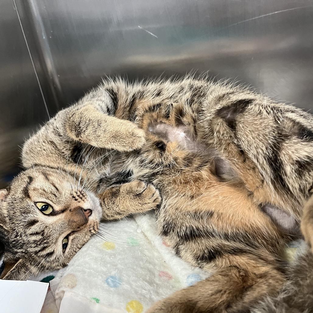 Norris — thumbnail 2