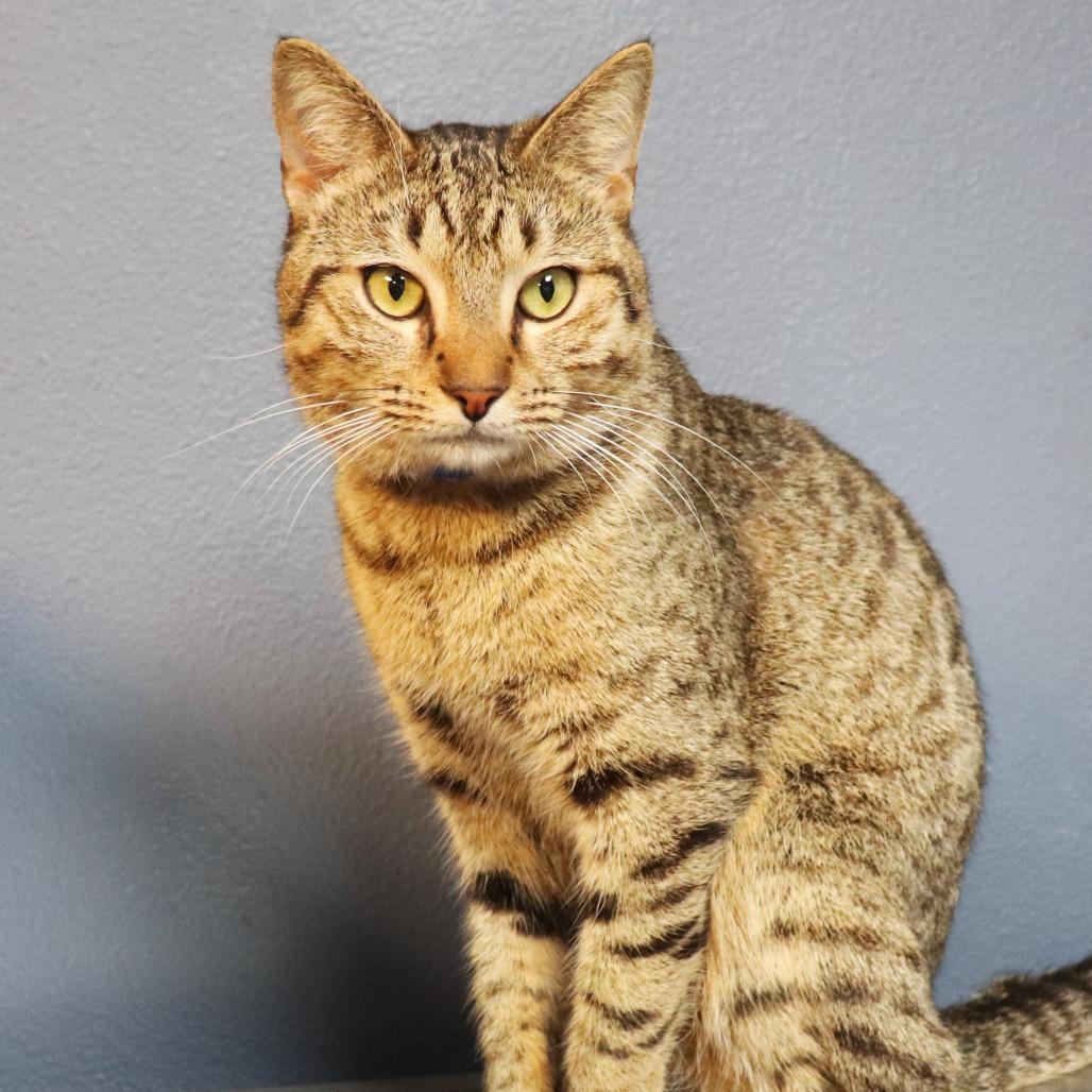 Norris — thumbnail 3