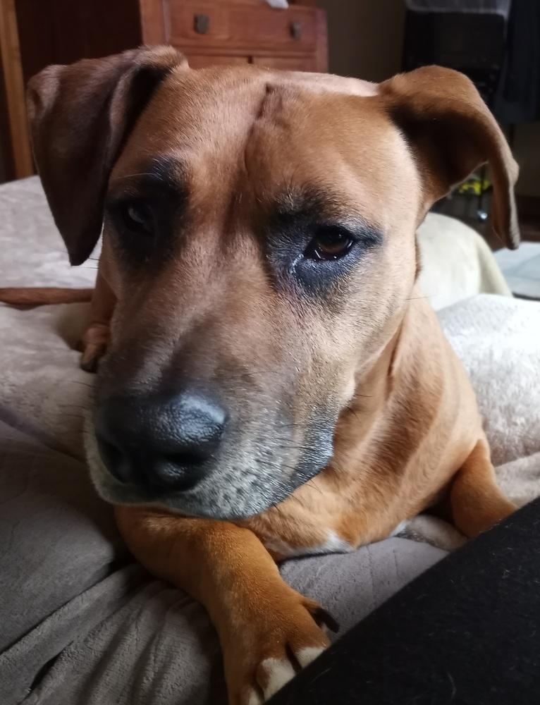 Tilly, Adopted, Adult Female Basset Hound & Pit Bull Terrier.