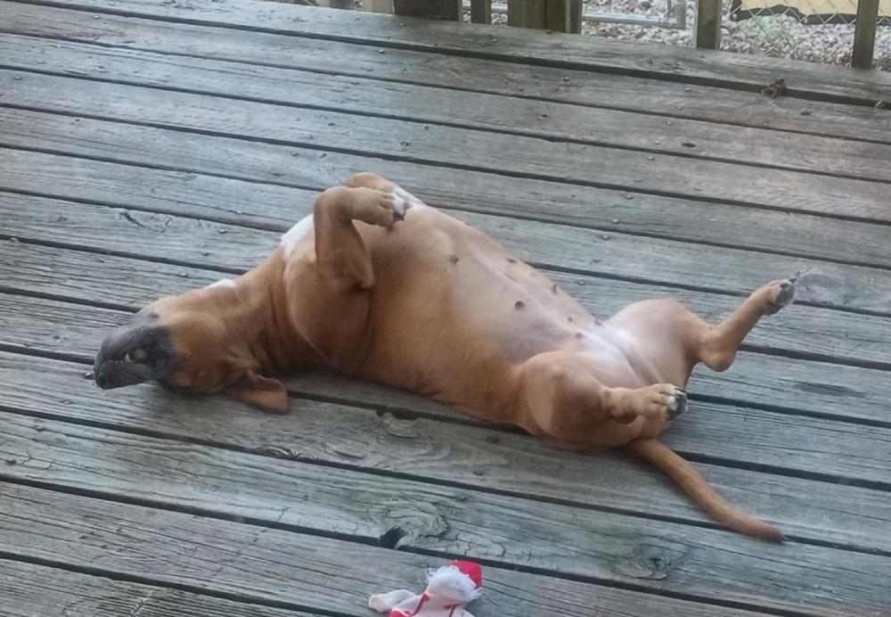 Tilly, Adopted, Adult Female Basset Hound & Pit Bull Terrier.