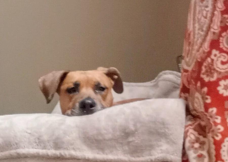 Tilly, Adopted, Adult Female Basset Hound & Pit Bull Terrier.