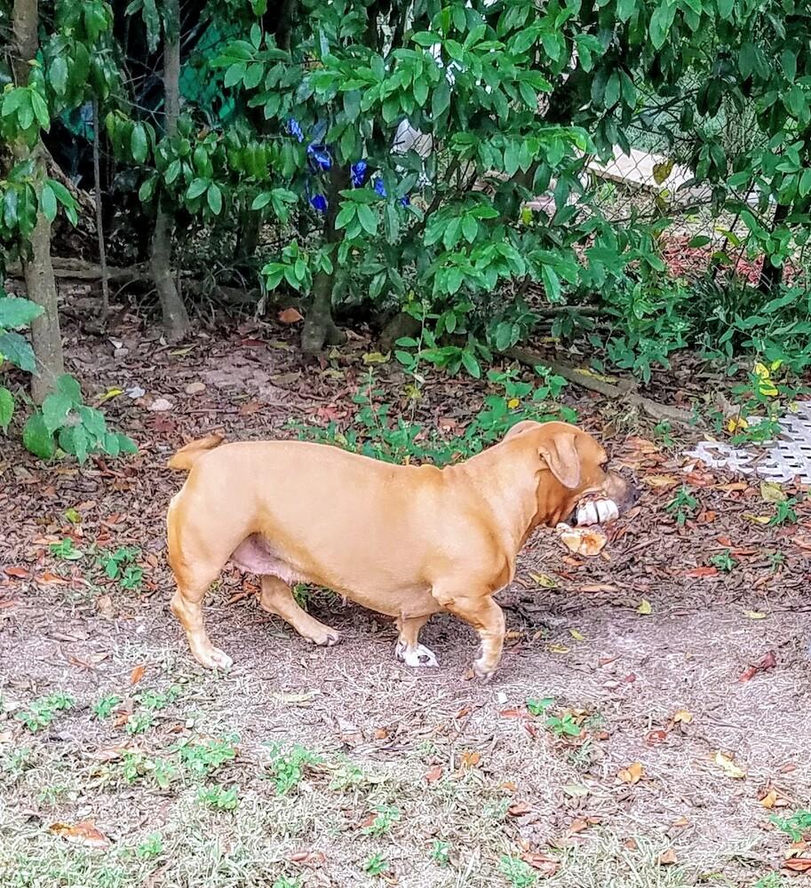 Enlarge Tilly, a Adopted mixed breed in Boonville, MO image 4/4