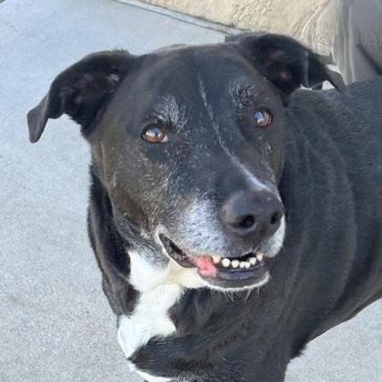 Burt, Senior Male Mixed Breed
