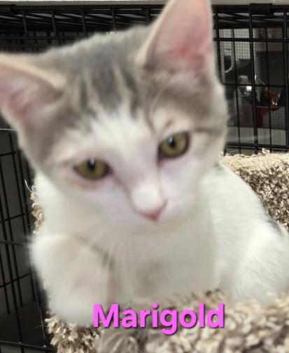 Marigold, Adoptable, Young Female Domestic Short Hair.