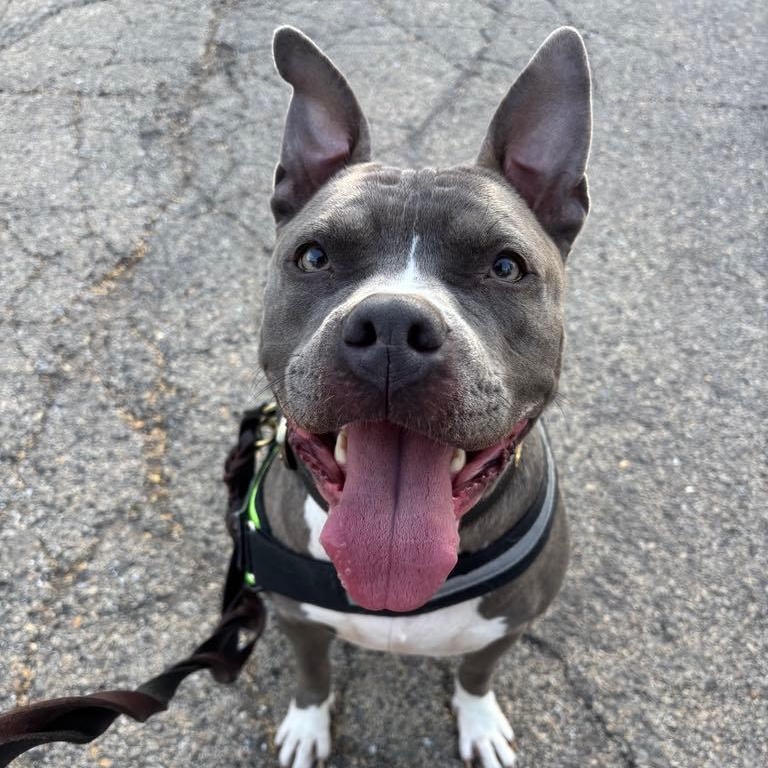 Public, a Adopted mixed breed in Westchester, IL image 2/3