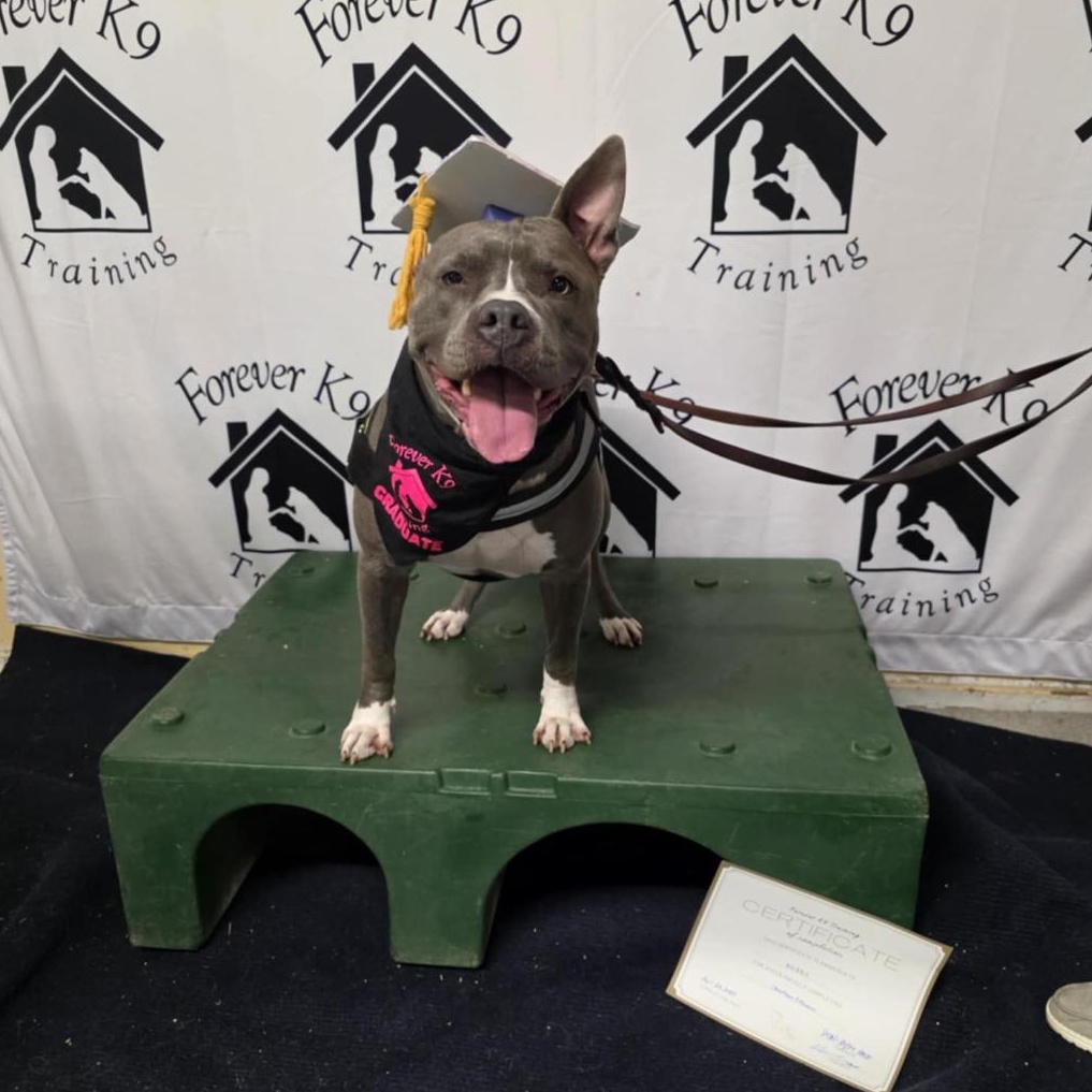 Public, Adopted, Young Male American Bulldog & Pit Bull Terrier.